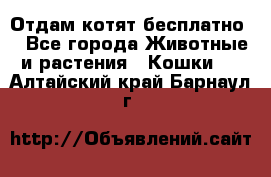 Отдам котят бесплатно  - Все города Животные и растения » Кошки   . Алтайский край,Барнаул г.